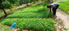 pã©piniã¨re pnat maroua 4